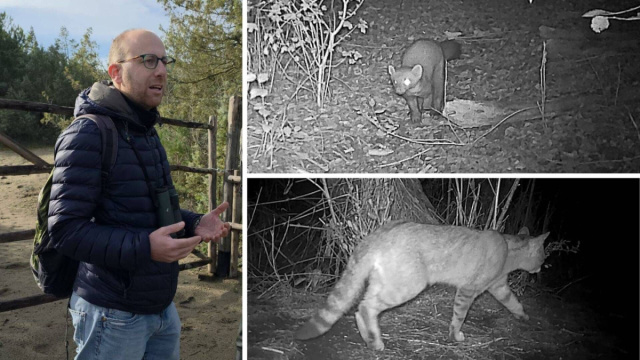 Tassi, cinghiali, caprioli, martore: la biodiversit&agrave; dell'Ombrone ... &copy; Creative Commons