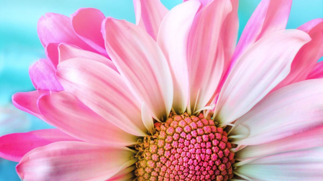 Fiore rosa &copy; Immagine di Pixabay