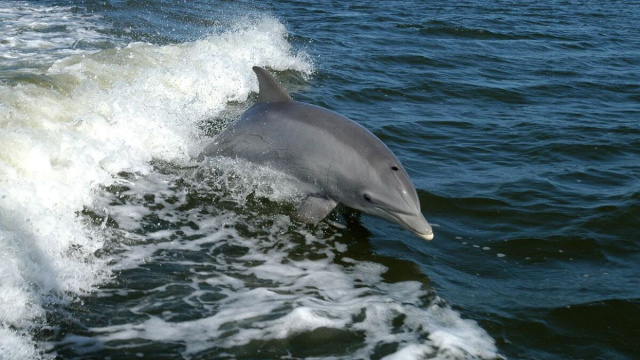 La foto di un delfino da Wikipedia.