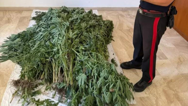 Bultei, scoperta e sequestrata una piantagione di cannabis: 50enne ... &copy; Creative Commons