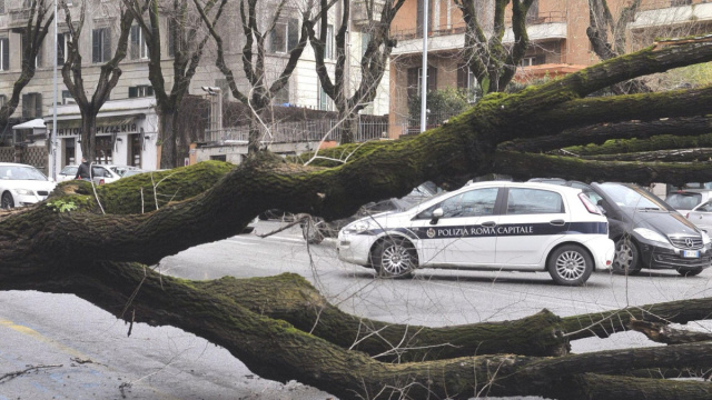 Vento forte su Roma: alberi caduti, feriti e disagi alla circolazione &copy; Creative Commons