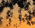 Festival Scirubetta: a Reggio dal 12 al 15 settembre degustazioni e sfide