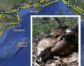 Dalla Maremma all'Africa: il Biancone in volo verso l'area subsahariana