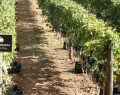 Tenuta Fontana lancia 'Radici Autoctone' per i vitigni campani storici