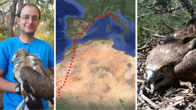 Il grande volo del biancone: si spegne il gps in Maremma e si ... &copy; Creative Commons