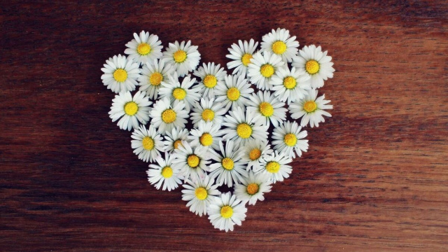 margherite disposte a forma di cuore &copy; Pixabay