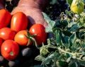 Piombo nei pomodori in Valle Caudina dopo l'incendio di Airola