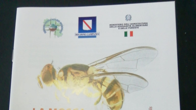 Sarno: incontro su mosca orientale della frutta, insetto altamente ... &copy; Creative Commons