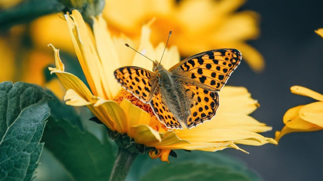 Farfalla su fiore &copy; Immagine di Pixabay