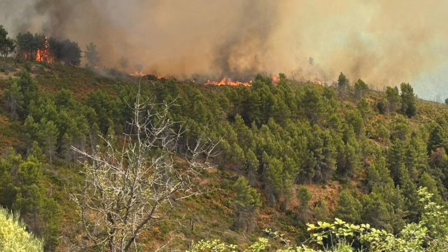 Incendio sul Gargano, in fiamme pineta e macchia mediterranea &copy; Creative Commons