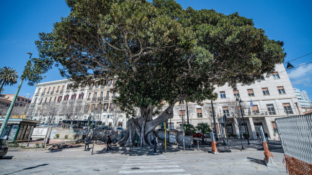 Comune di Cagliari  Tre alberature cittadine sono state inserite ... &copy; Creative Commons