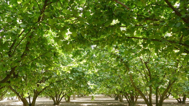 Confagricoltura Cuneo: allarme sulla scarsit&agrave; di raccolto di ... &copy; Creative Commons