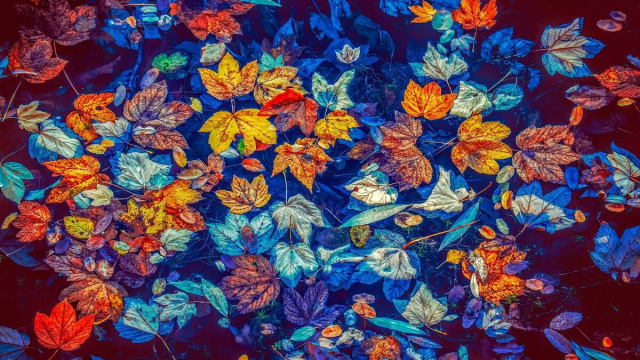 Foglie colorate &copy; Immagine di Pixabay