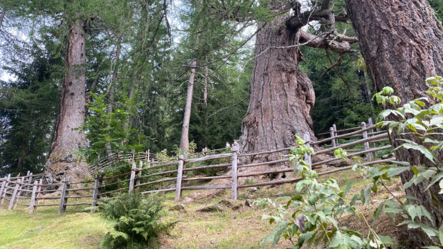 I larici millenari della Val d'Ultimo - Il Trentino dei Bambini &copy; Creative Commons