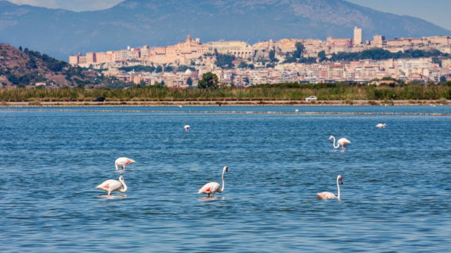 Parco di Molentargius e Saline  SardegnaTurismo - Sito ufficiale ... &copy; Creative Commons