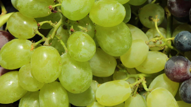 Uva pugliese da vino: alla scoperta dei vitigni principali &copy; Creative Commons