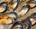 Molluschicoltura in ginocchio in Romagna: cooperative chiedono aiuti urgenti