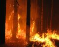 Federalberghi Puglia: 'Prevenzione incendi priorità politica' dopo arresto piromane