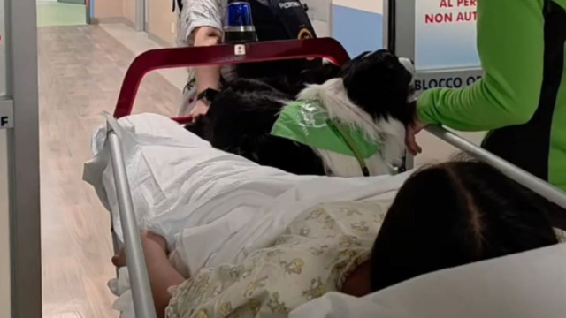 La "dog therapy" non esiste. All'Ospedale Martini di Torino i cani ... &copy; Creative Commons