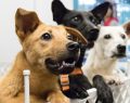 Milano, arriva lo speed date per adottare un cane: AdottaMi il 3 e 4 ottobre