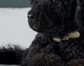 Addio a Sunny, il secondo cane degli Obama: aveva 13 anni