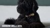 Addio a Sunny, il secondo cane degli Obama: aveva 13 anni