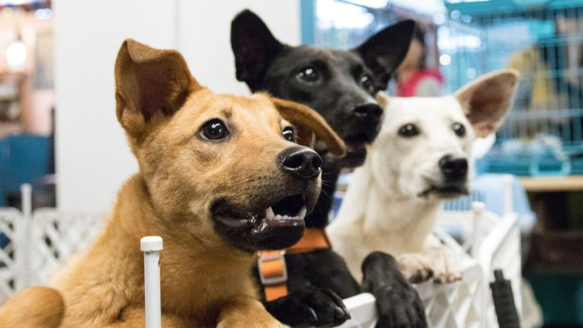 Cani in cerca di famiglia protagonisti a Parco Sempione per due giornate dedicate alle adozioni responsabili.