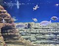 Fano Marine Center inaugura il Biodiversity Gateway e nuovi laboratori di ricerca