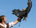 Oltrepò Pavese, falconiere per un giorno: a settembre si vola con gufi, falchi e poiane