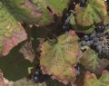 Cusumano: vendemmia in Sicilia occidentale, qualità eccellente nonostante il clima