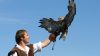 Oltrepò Pavese, falconiere per un giorno: a settembre si vola con gufi, falchi e poiane