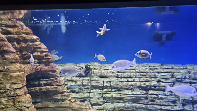 Fano Marine Center, inaugurati il Biodiversity Gateway e otto ... &copy; Creative Commons