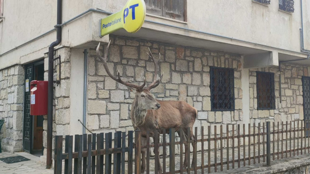 Villetta Barrea. "Scusi ha preso il numero? E il cervo: "Ho ... &copy; Creative Commons