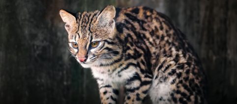 Bolivia: identificata una nuova specie di felino selvatico negli Yungas
