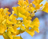 Fiori su un ramo d'albero (&copy;pixabay.com)