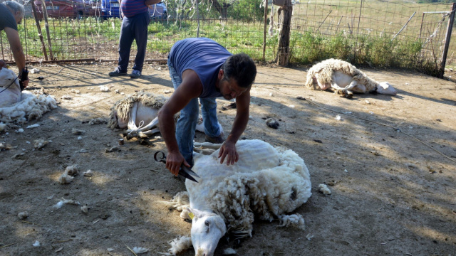Ciminna, la tosatura delle pecore &ndash; Agor&agrave; Ciminna &copy; Creative Commons