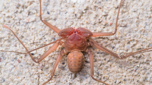 Sarax ioanniticus  Araneae.it &copy; Creative Commons