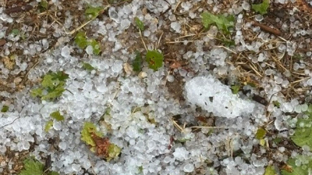 Grandine e bombe d'acqua su tendoni di uva, Coldiretti denuncia i ... &copy; Creative Commons