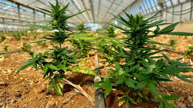 Mezzo quintale di droga in piantine di marijuana: maxi-sequestro ... &copy; Creative Commons