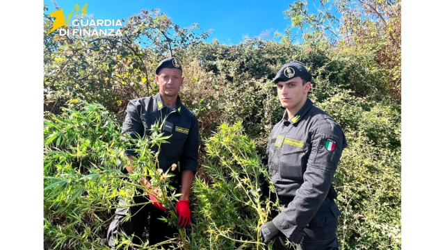 Scoperte due piantagioni di marijuana nel Basso Molise ... &copy; Creative Commons
