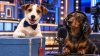 Da Tommasino a Byron, quando gli animali diventano protagonisti della TV