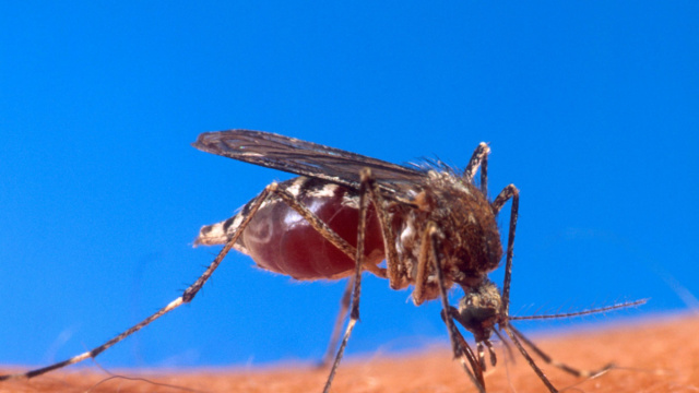 Aedes - Wikipedia &copy; Creative Commons