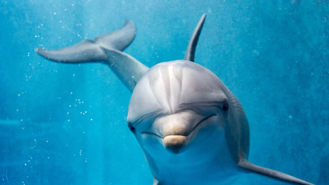 Delfini e mammiferi terrestri: somiglianze nel latte  Universit&agrave; ... &copy; Creative Commons