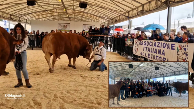 Bovini di razza: pioggia di premi per Olbia e Gallura all ... &copy; Creative Commons