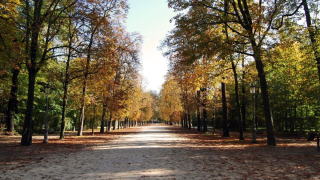 Un viale alberato in autunno. Foto da Pixabay.
