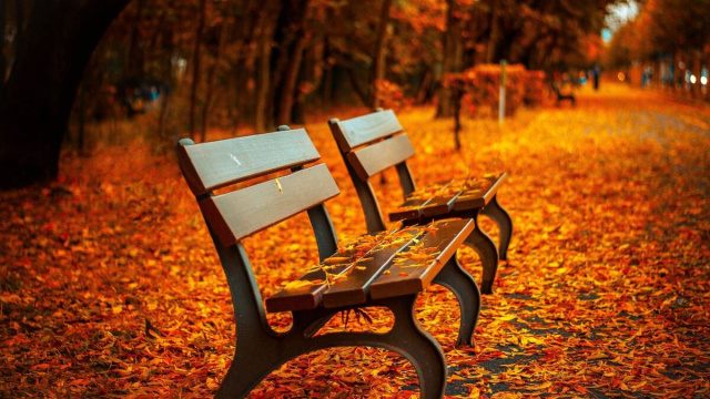 Panchine su tappeto di foglie &copy; Immagine di Pixabay