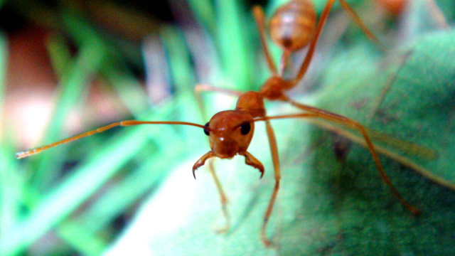 Una formica tessitrice (Oecophylla) nella posizione di combattimento con le mandibole spalancate.