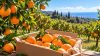 Non comprare la frutta, adotta un albero: il raccolto arriva direttamente a casa