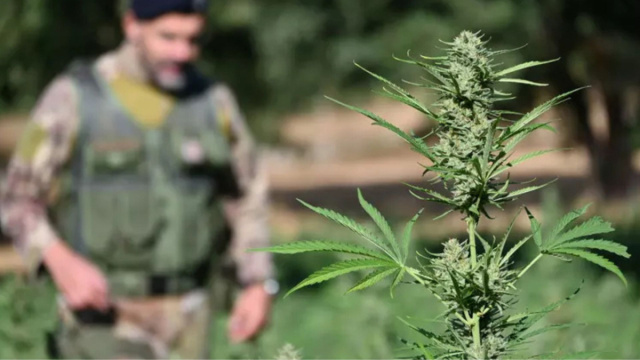Operazione antidroga nel Nuorese, nove misure cautelari: due bande ... &copy; Creative Commons