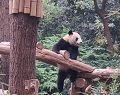 Dalla Cina agli Usa: due panda giganti per dieci anni allo Zoo Atlanta